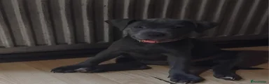 Staffordshire Bull Terrier 6