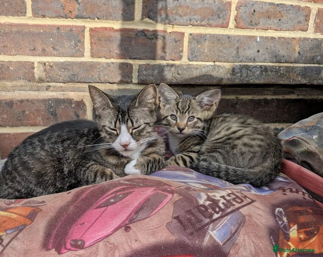 Mixed Breed cats for sale: 2 lovely kittens - Advert 2