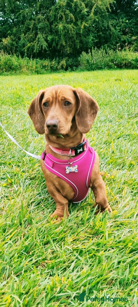 Dachshund dogs Dachshund puppies - Advert 1