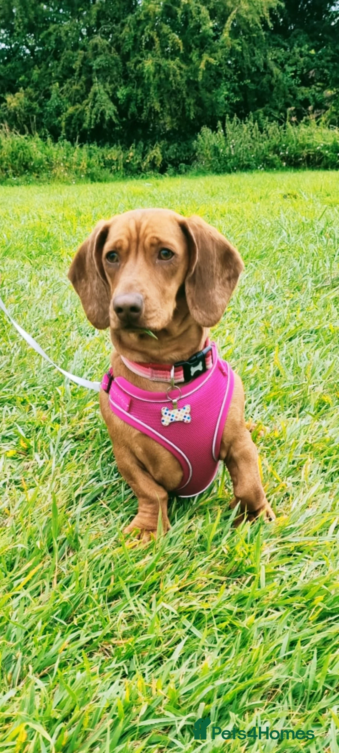 Dachshund dogs for sale: Dachshund puppies in Corby - Advert 1