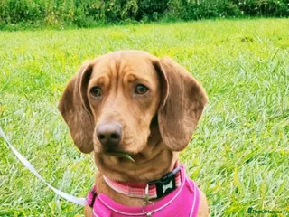 Dachshund dogs Dachshund puppies - Advert 1