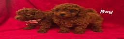 Toy Poodle dogs for sale:  Asian Toy Poodles (both parents Asian) For sale - Advert 3