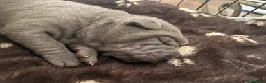 Shar Pei 1