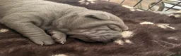 Shar Pei dogs for sale: Two beautiful Blue Shar Pei puppies (Male) - Advert 10