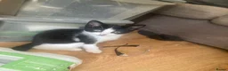 Domestic Shorthair cats for sale: 6 beautiful kittens is ready to go - Advert 10