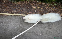 Pomeranian dogs for sale: Pure bread Pomeranian looking for forever home in Ellesmere Port - Image 6