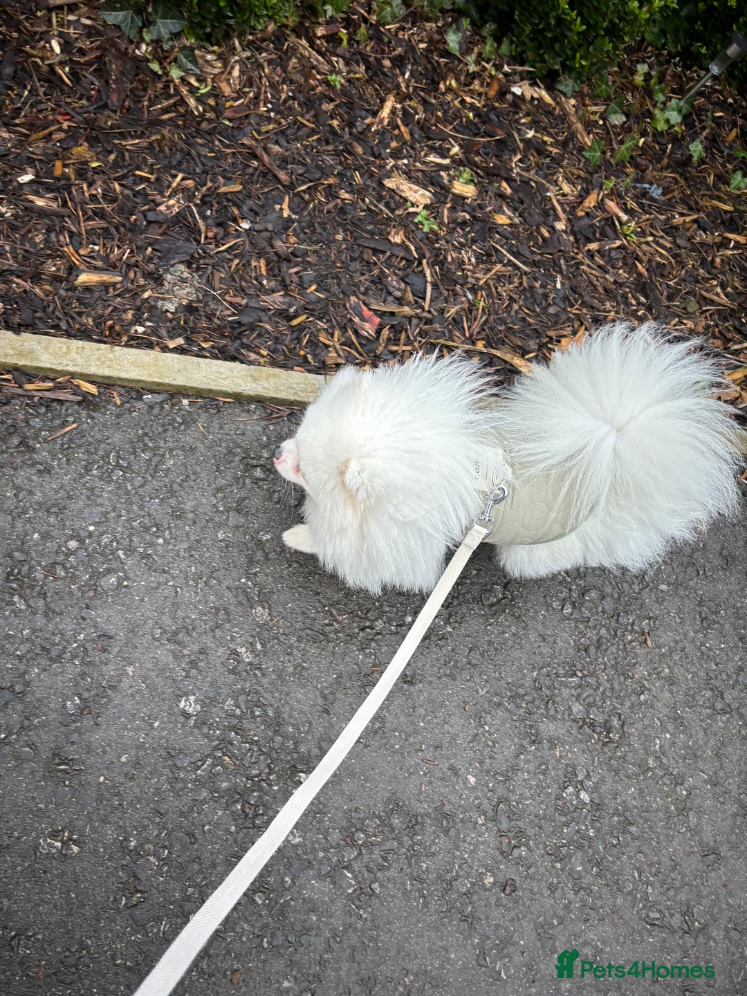 Pomeranian dogs for sale: Pure bread Pomeranian looking for forever home in Ellesmere Port - Image 6