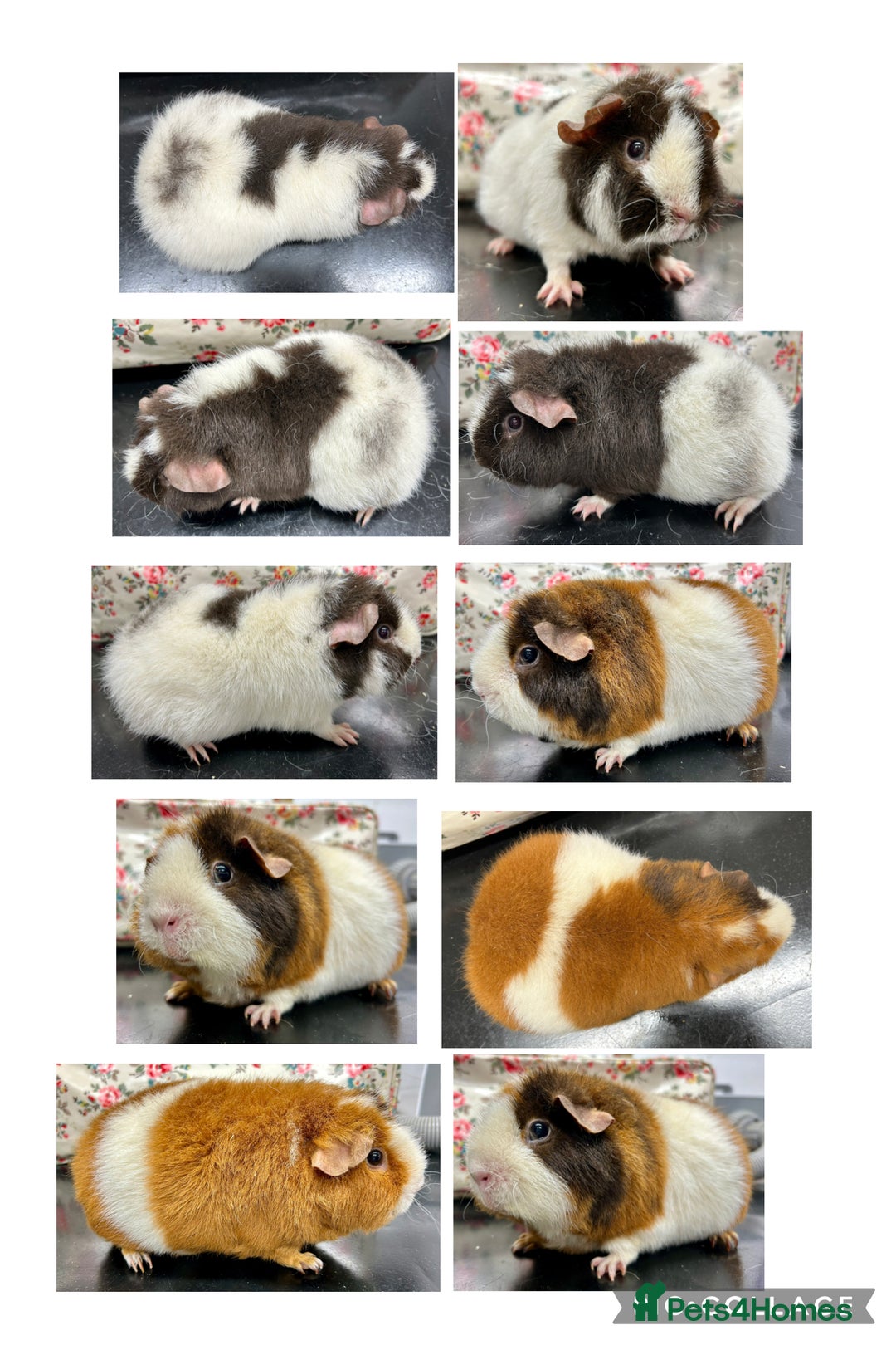 Guinea Pig rodents for sale: Teddy Guinea Pigs Available  - Advert 6