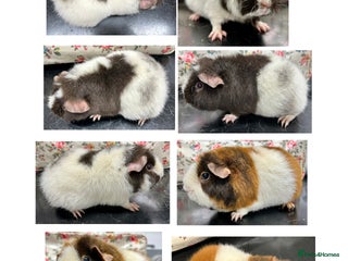 Guinea Pig rodents Teddy Guinea Pigs Available - Advert 6