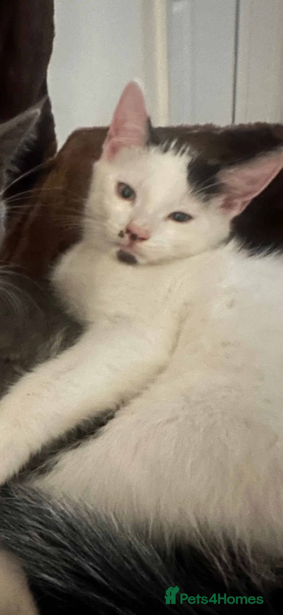 Mixed Breed cats for sale: Male kitten in Scunthorpe - Advert 2