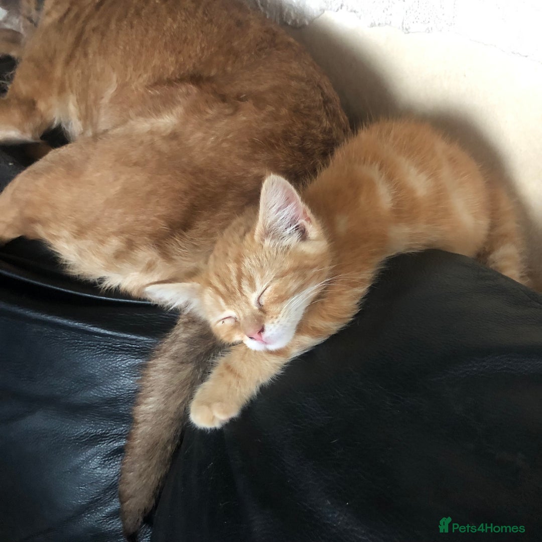 Mixed Breed cats for sale: Rescued feral farm kittens  - Image 9