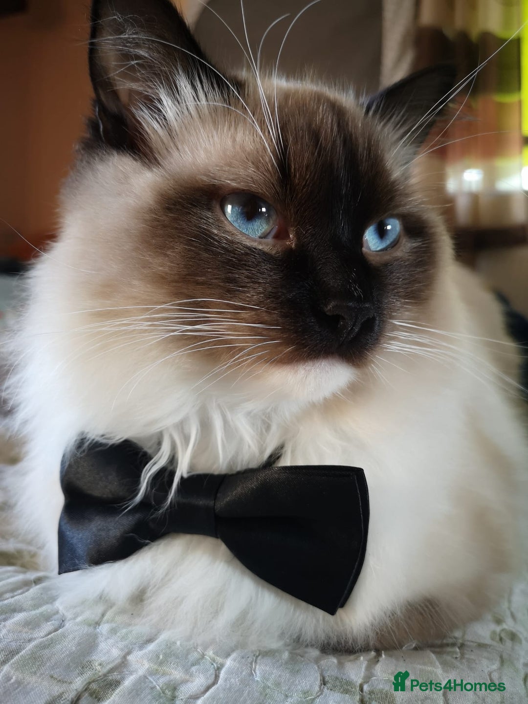 Ragdoll cats for stud: Ragdoll stud Chico  - Advert 1