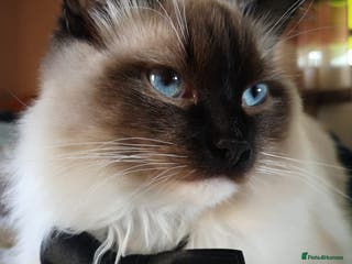 Ragdoll cats Ragdoll stud Chico - Advert 6