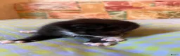 Mixed Breed cats for sale: 🐾 4 Male Kittens Looking for Loving Homes 🐾  - Advert 6