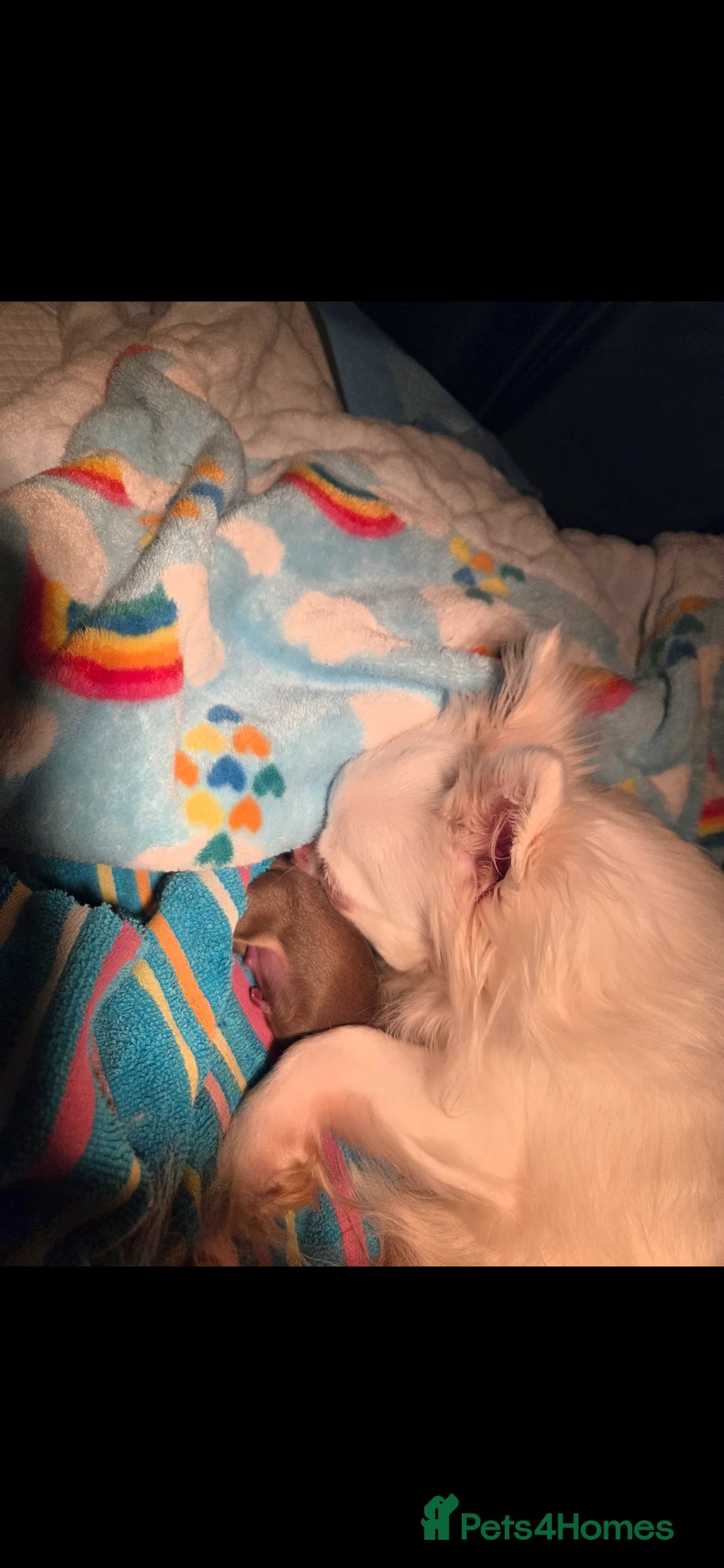 Chihuahua dogs for sale: Incredible chihuahua Boy - Advert 3