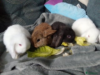 Mini Lop rabbits Last Mini Lops ready to leave - Advert 14