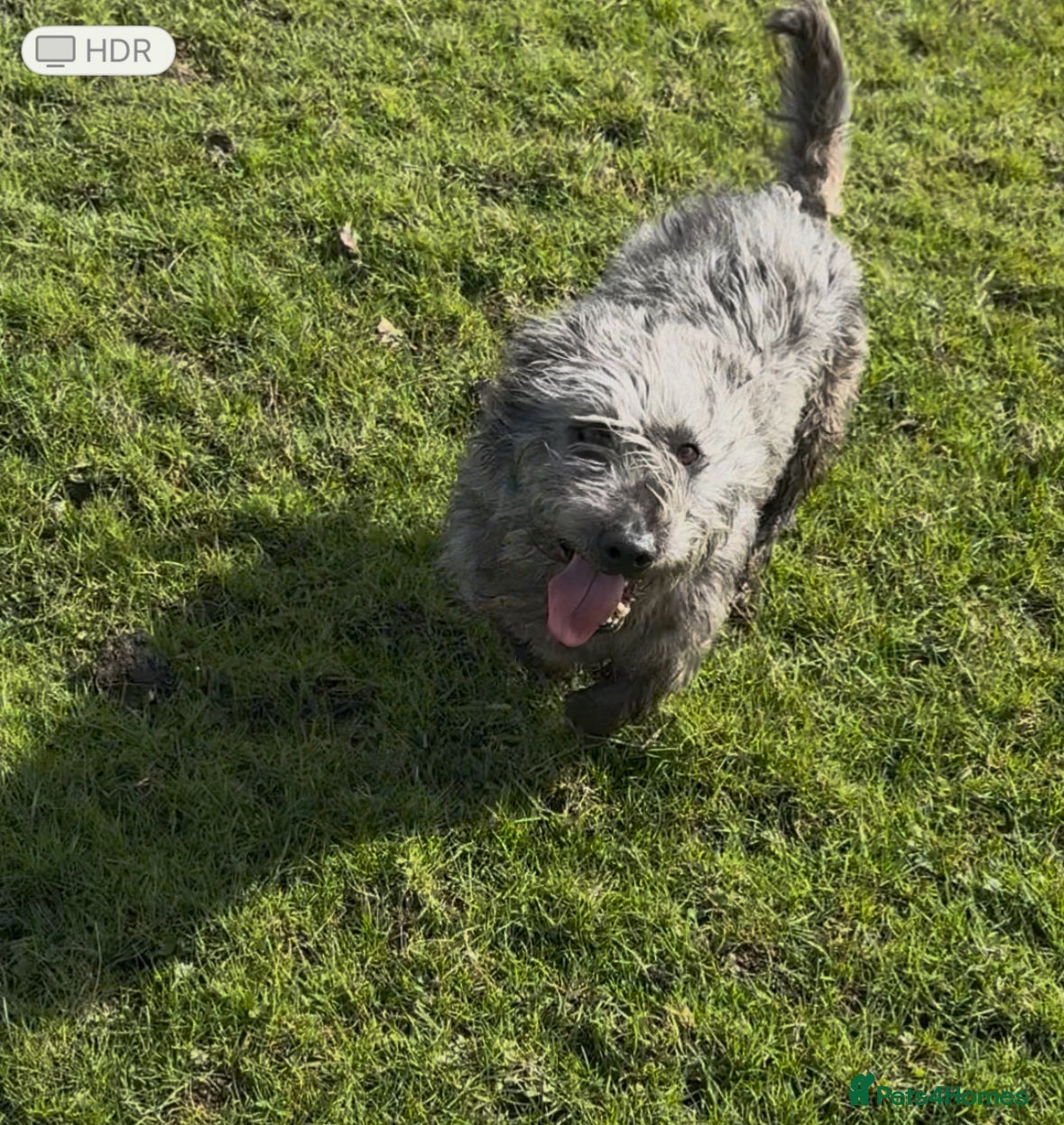 Glen of Imaal Terrier dogs for stud: Glen of Imaal Terrier Stud- Crufts qualified  - Advert 1