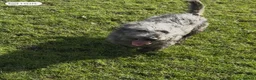 Glen of Imaal Terrier dogs for stud: Glen of Imaal Terrier Stud- Crufts qualified  - Advert 1