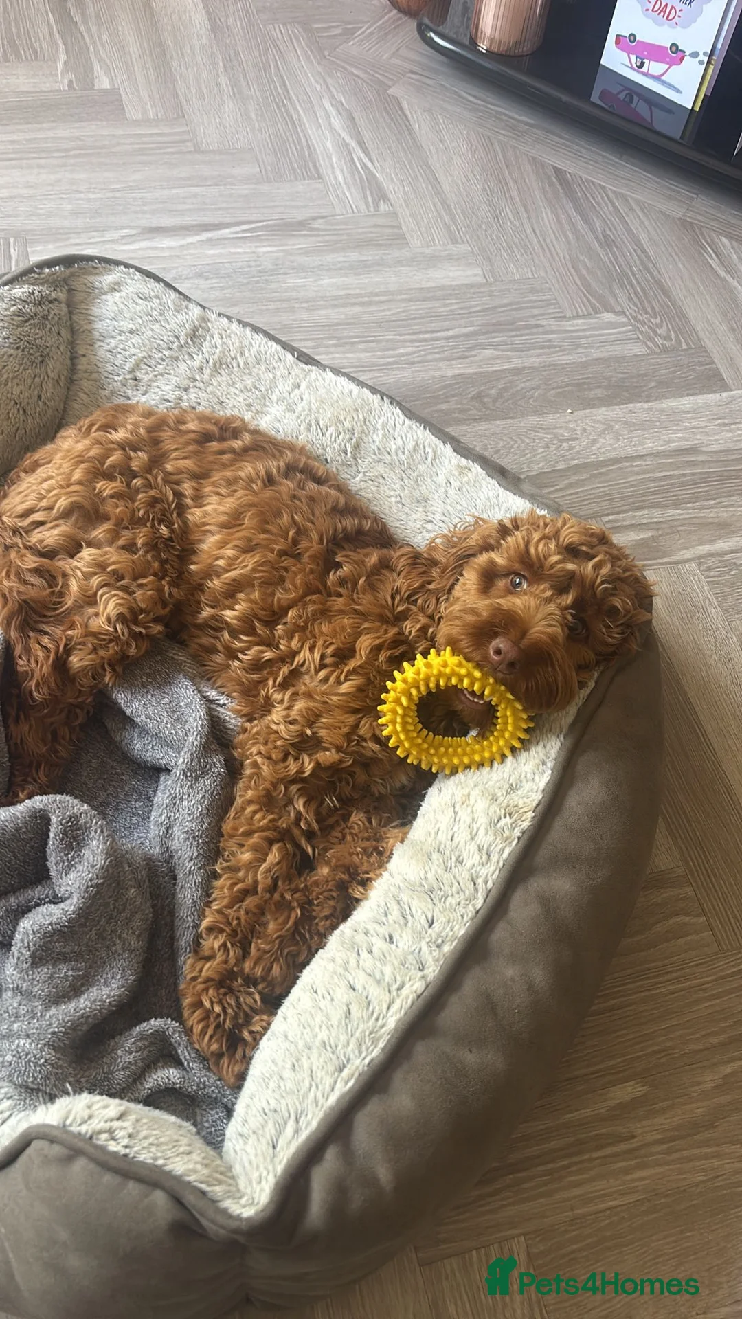 Cockapoo dogs for sale: Gorgeous Red F1 Cockerpoo for sale in Birmingham - Advert 6