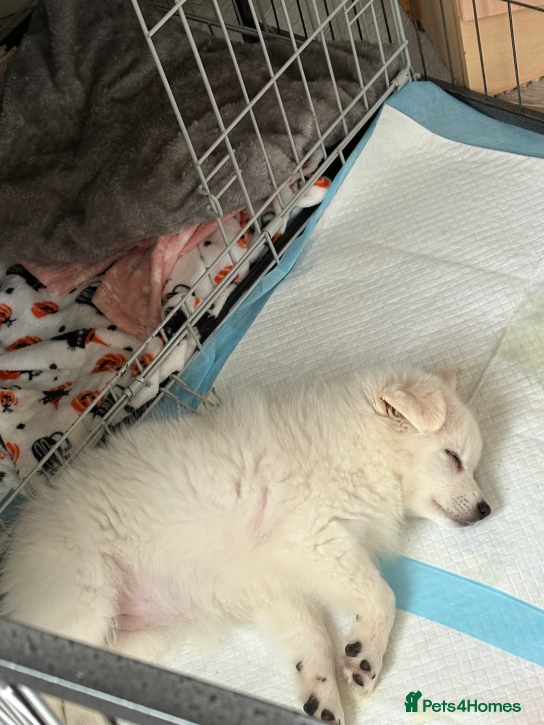 Japanese Spitz dogs for sale: Suki 10 weeks old needs to be re homed asap  - Advert 3