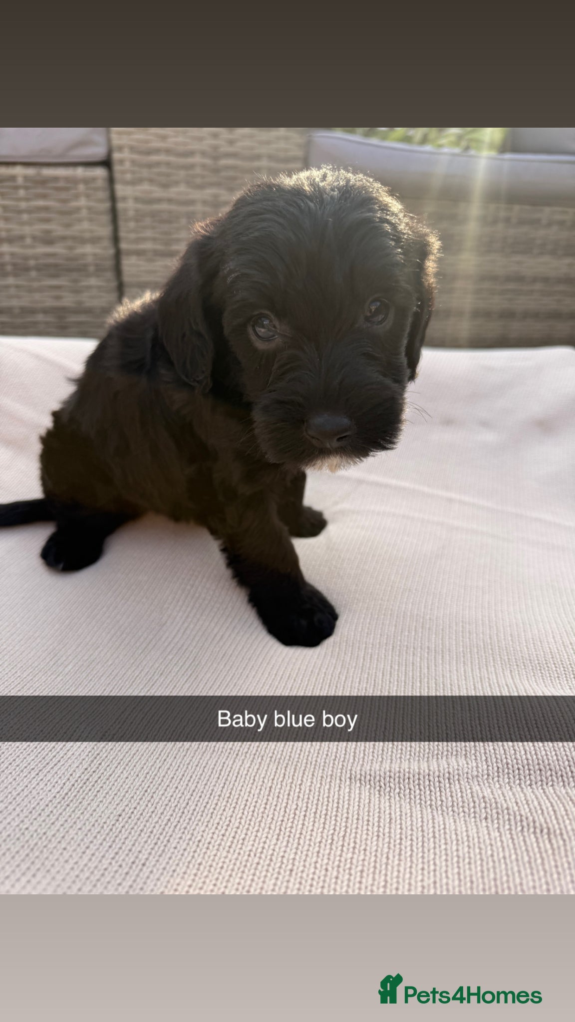 Mixed Breed dogs for sale: Whoodle puppies  - Advert 1