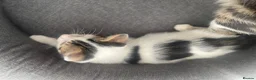 Mixed Breed cats for sale: cute kittens ready for a new home now  - Advert 7