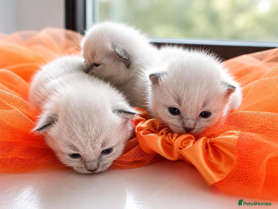 Ragdoll cats for sale: 🫶🏻Stunning Ragdoll Kittens–Ready to Reserve Now - Advert 3