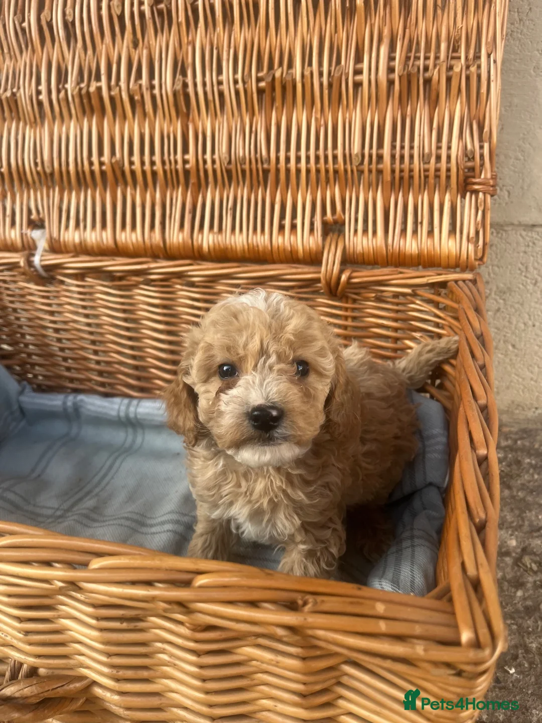 Cockapoo dogs for sale: Cockpoo pups  in Doncaster - Advert 7