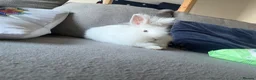 Lionhead rabbits for sale: 4 month old female lionhead  - Advert 4