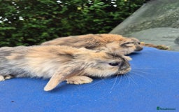 Mixed Breed rabbits for sale: Holland lop rabbits 8 week old  - Image 2