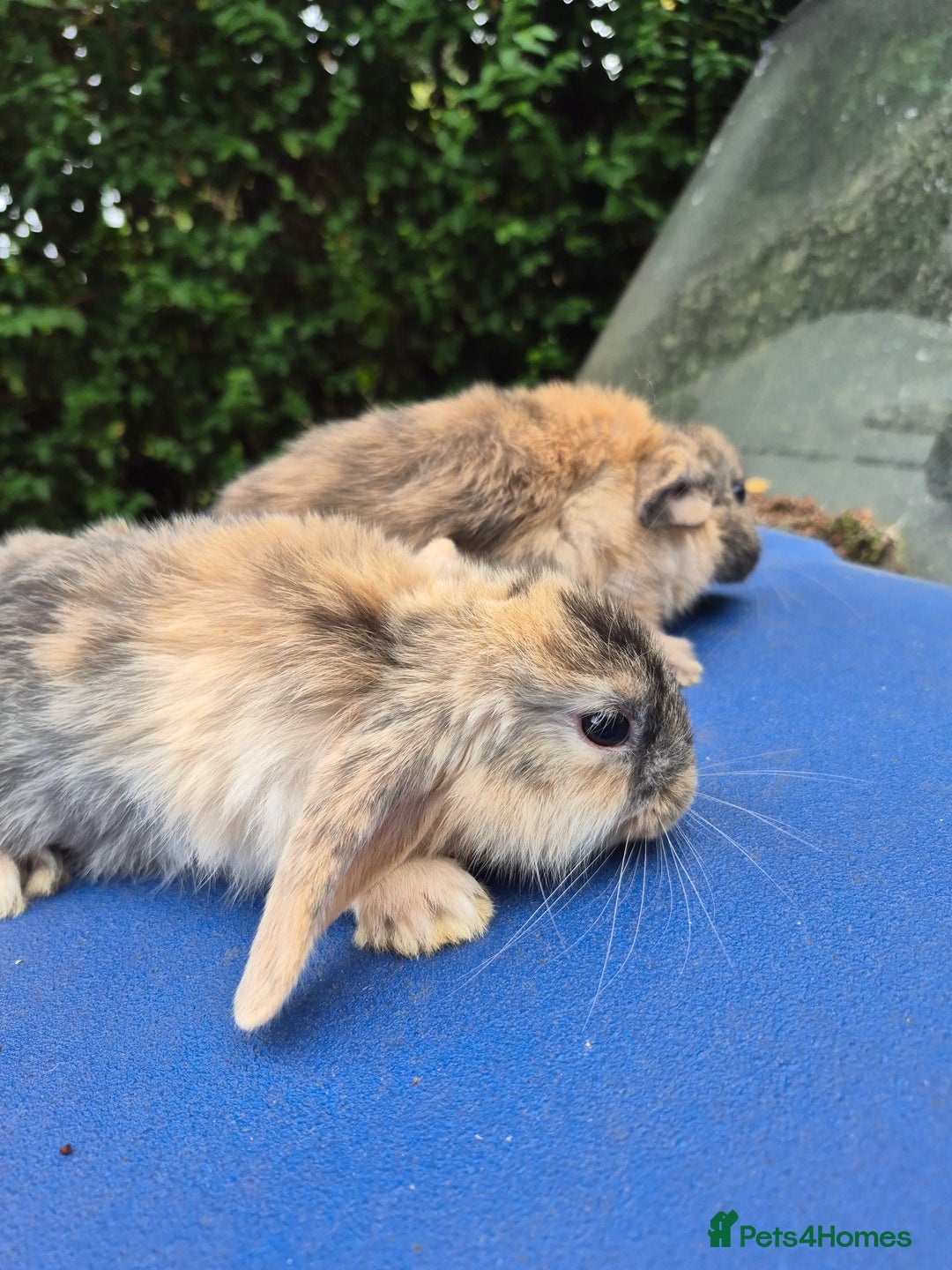 Mixed Breed rabbits for sale: Holland lop rabbits 8 week old  - Image 2