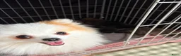 Pomeranian dogs for sale: Pomeranian puppies available for loving homes 💙💗 in Ilkeston - Advert 16