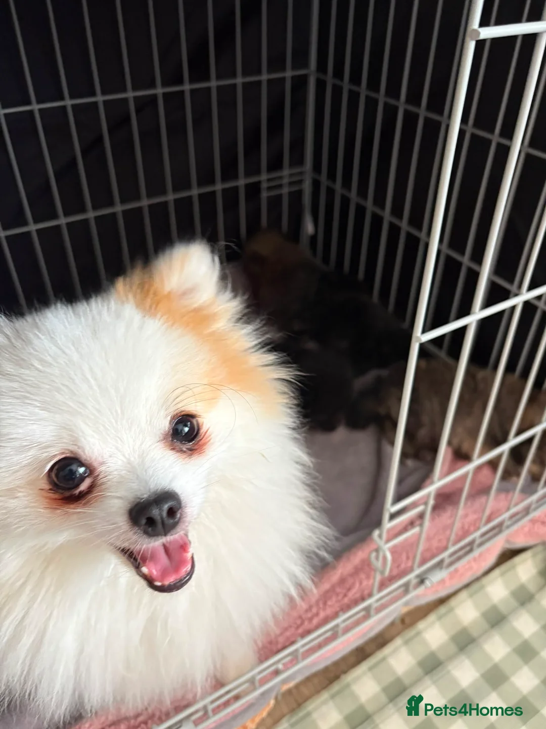 Pomeranian dogs for sale: Pomeranian puppies available for loving homes 💙💗 in Ilkeston - Advert 16