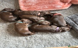 Cocker Spaniel dogs for sale: Beautiful working Cocker Spaniel puppies - Image 2