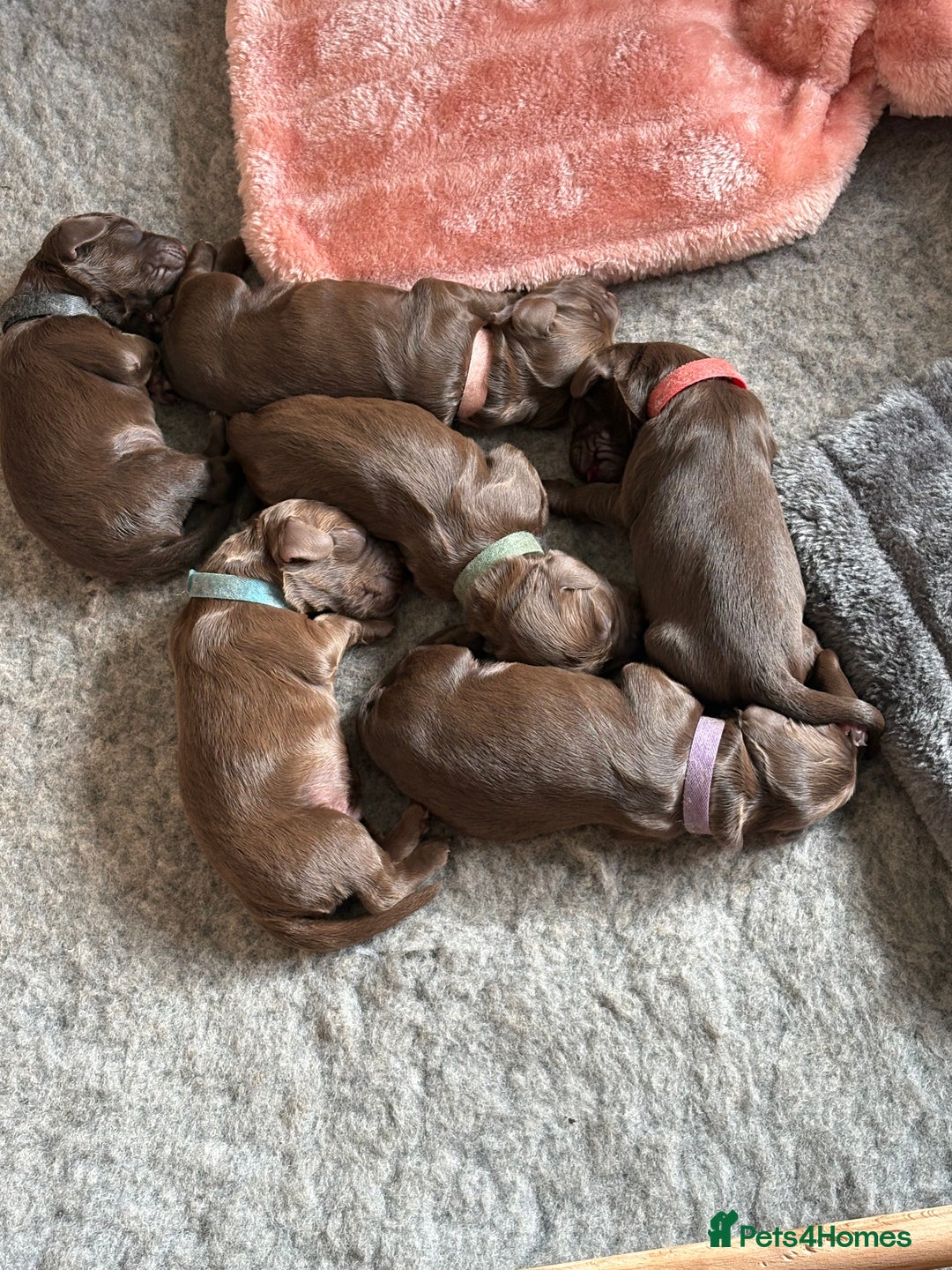Cocker Spaniel dogs for sale: Beautiful working Cocker Spaniel puppies - Image 2