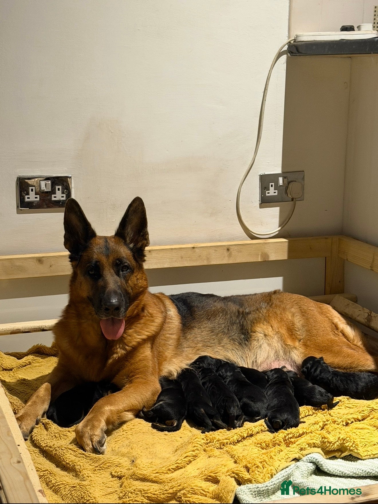 German Shepherd dogs Stunning GSD puppies by champion dog  - Advert 4