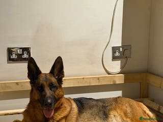 German Shepherd dogs Stunning GSD puppies by champion dog - Advert 4