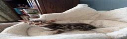 Bengal cats for sale: Pedigree Bengal kittens available. - Advert 15