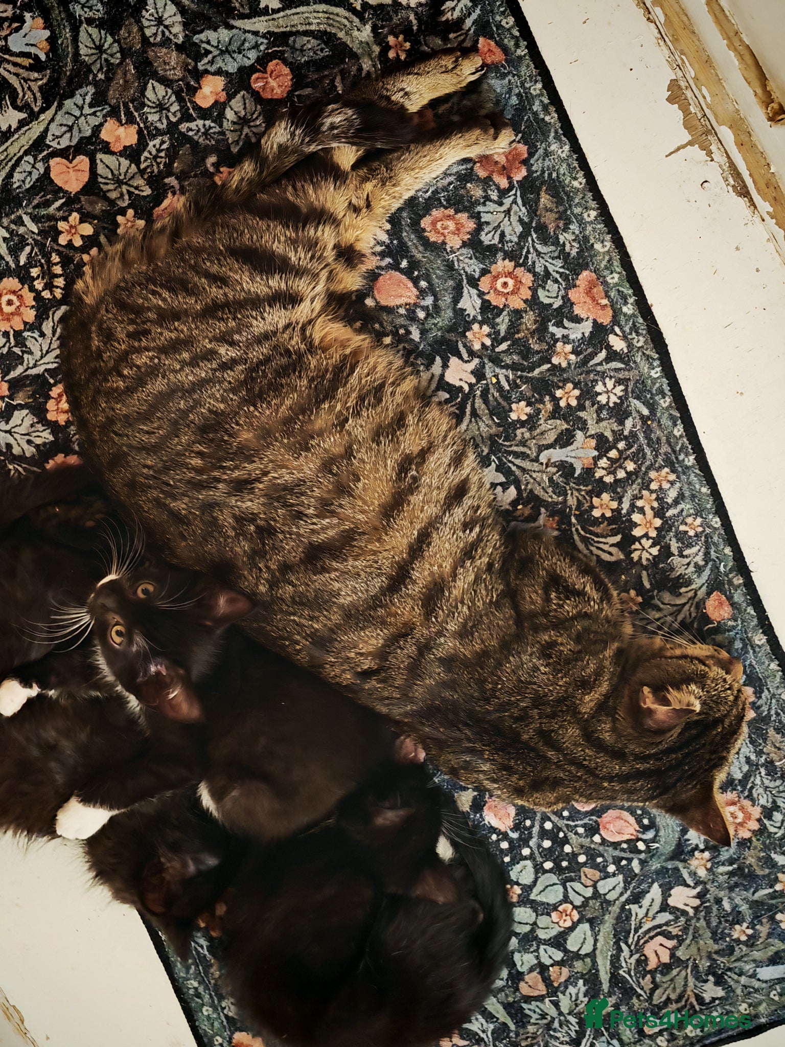 Mixed Breed cats Four cute kittens a - Advert 2