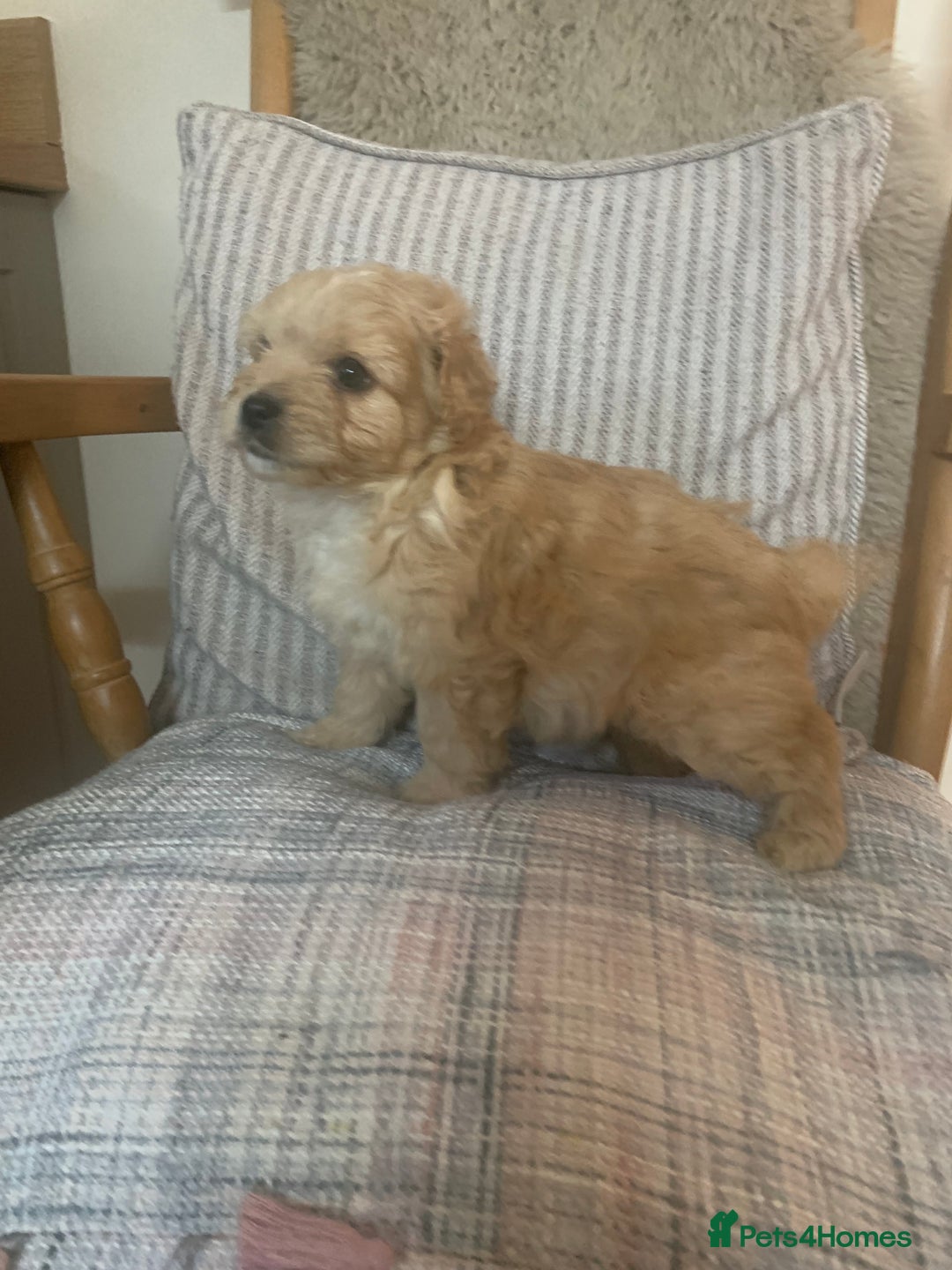 Mixed Breed dogs for sale: Cavapoo/Westiepoo - Advert 2