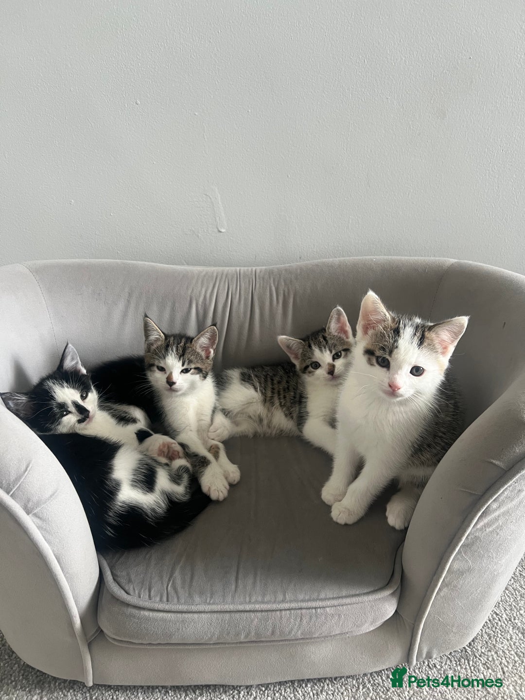 Mixed Breed cats for sale: Kittens  - Advert 10