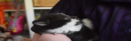 Mixed Breed cats for sale: 5 Beautiful Kittens Looking for Forever Homes - Advert 11