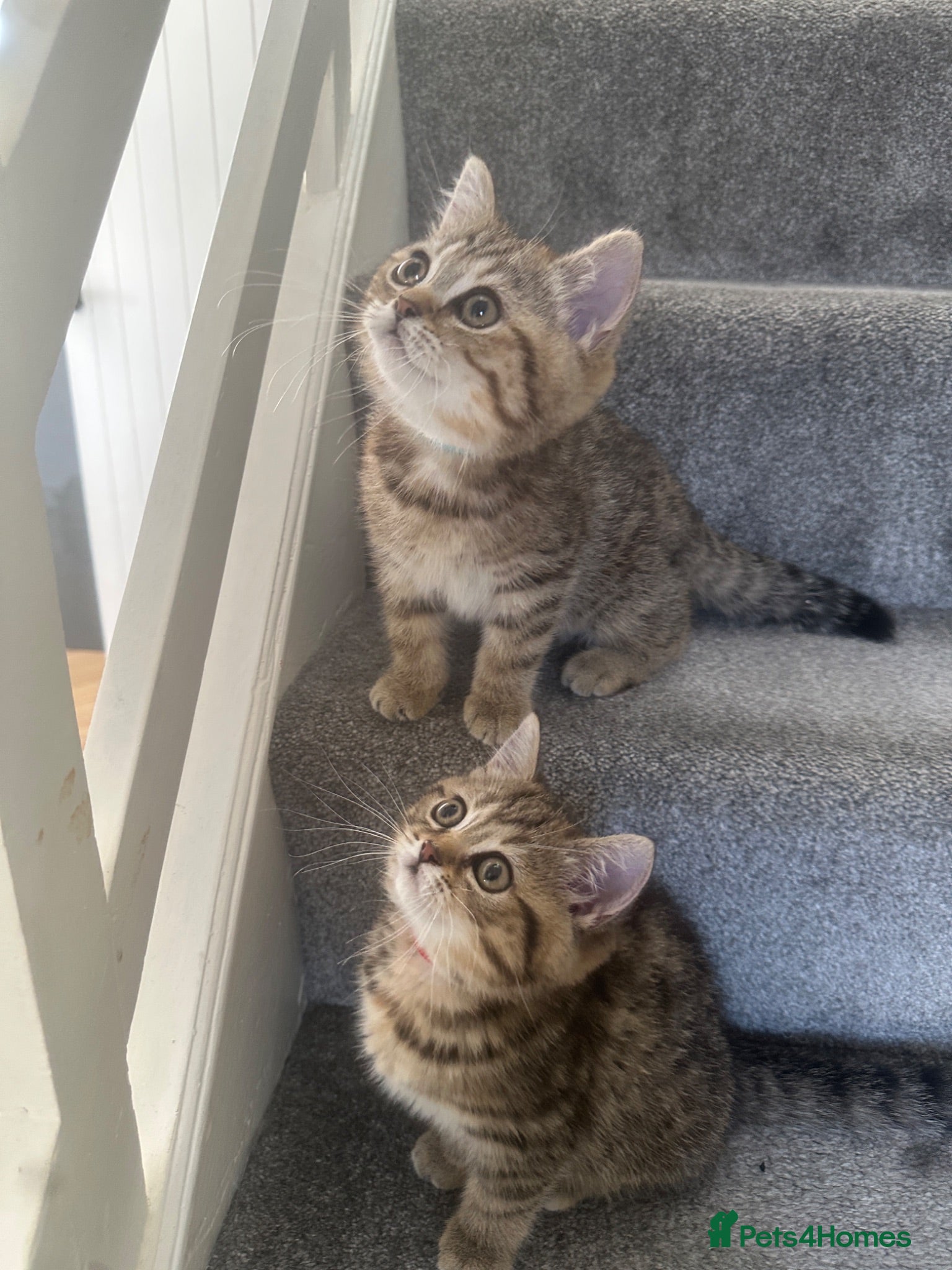 British Shorthair cats 😻READY NOW Beautiful BSH Kittens 🐈‍⬛ 🩷💙 - Advert 1