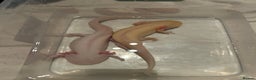 Axolotl reptiles for sale: Pair of axylotls - Advert 6