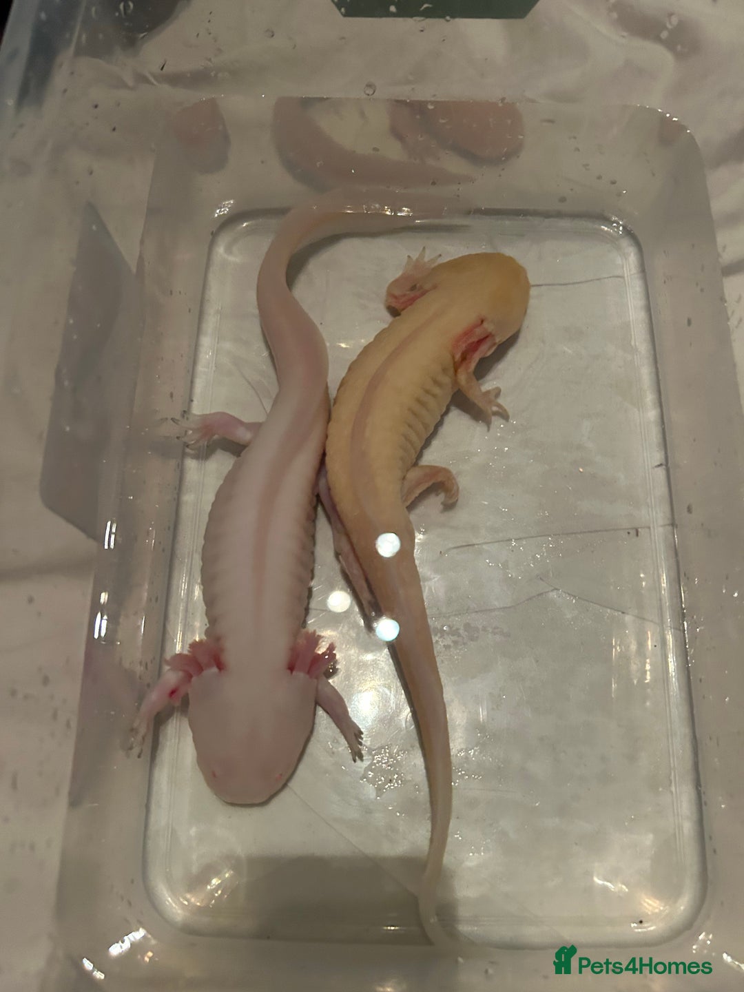 Axolotl reptiles for sale: Pair of axylotls - Advert 6