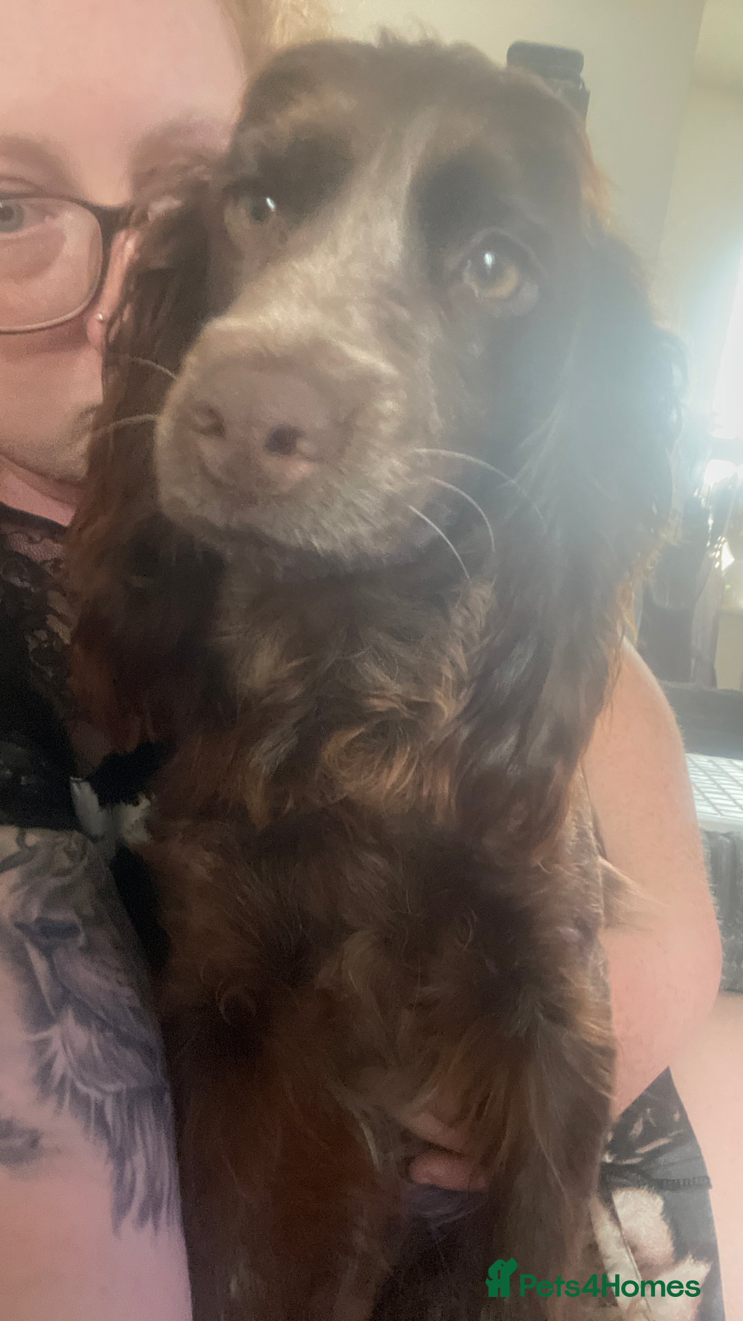 Cocker Spaniel dogs for sale: Beautiful girl seeking forever home  - Advert 6