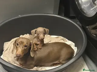 Dachshund dogs Miniture Dashunds - Advert 6