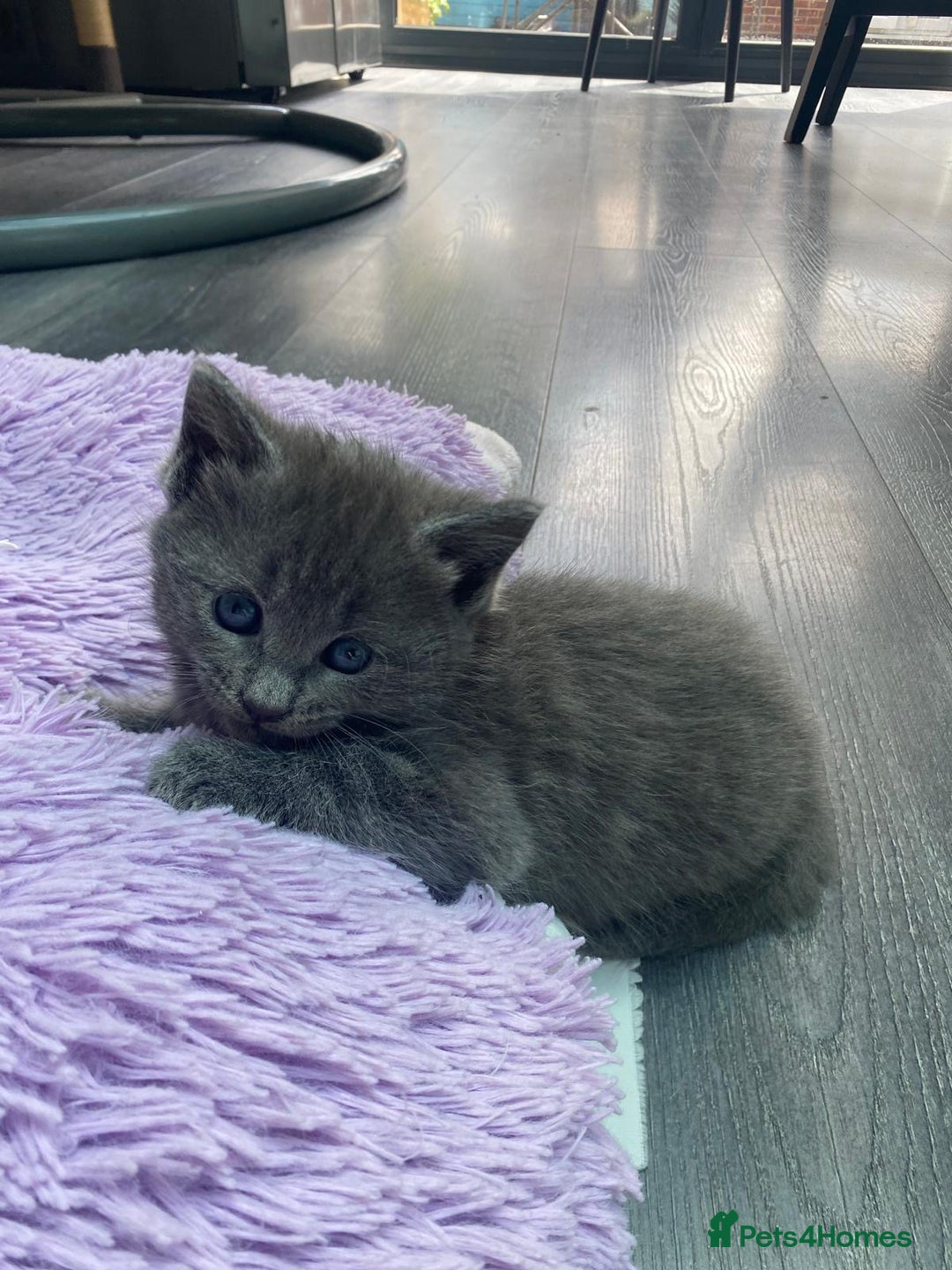 British Longhair cats for sale: 2 kittens one male one female - Image 7