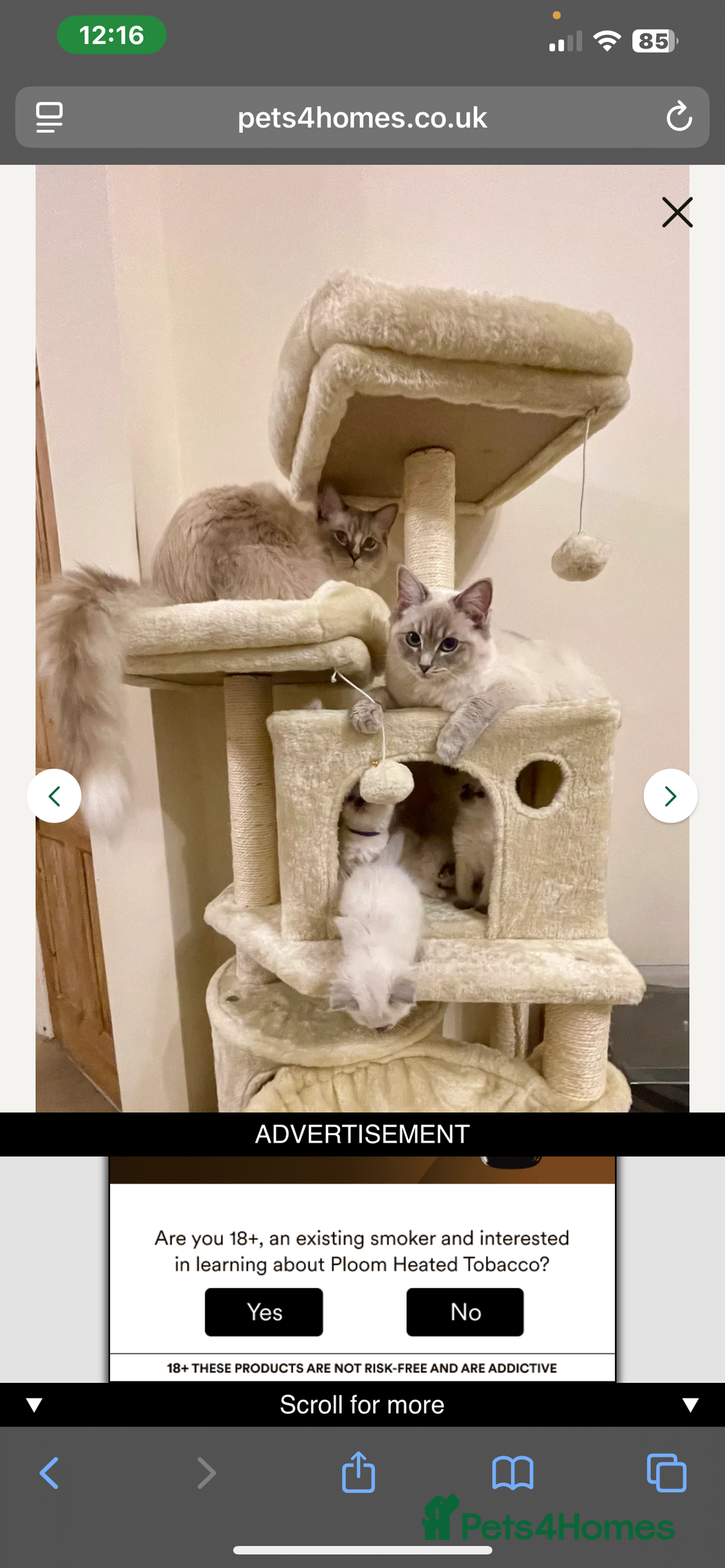 Ragdoll cats for sale: GCCF Champion Line Pedigree Ragdoll Kittens - Image 10