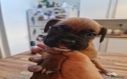 Boxer dogs for sale: Beautiful litter of KC reg bobtail boxer pups - Image 20